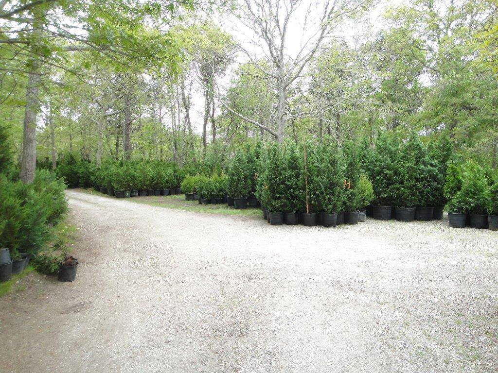 Leyland Cypress Tree Planting
